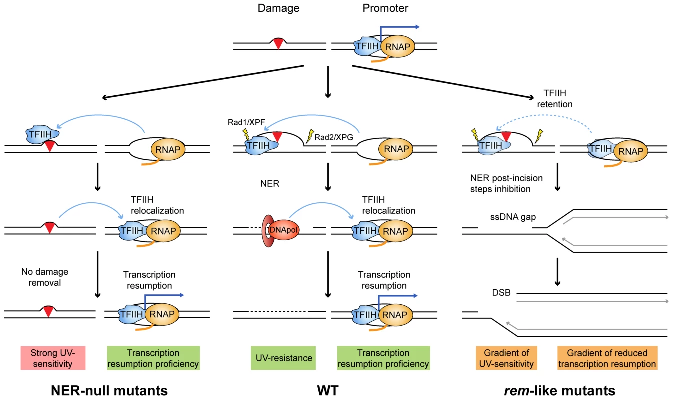 Model to explain the molecular defects occurring in XP-D/CS cells.