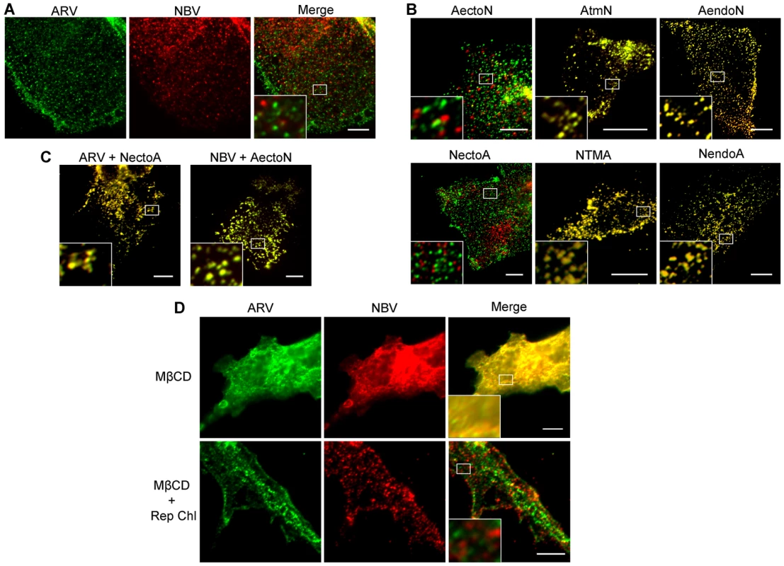Ectodomain-mediated homotypic clustering of p10 in the plasma membrane is cholesterol-dependent.