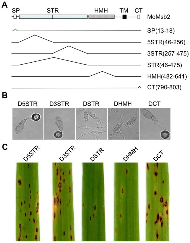Functional characterization of different domains of the <i>MoMSB2</i> gene.