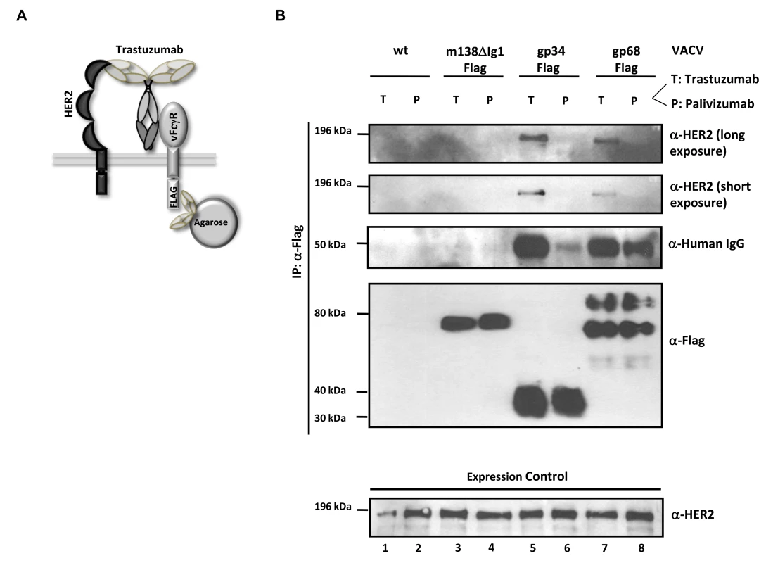 The HCMV vFcγRs gp68 and gp34 bind antigen-IgG complexes.
