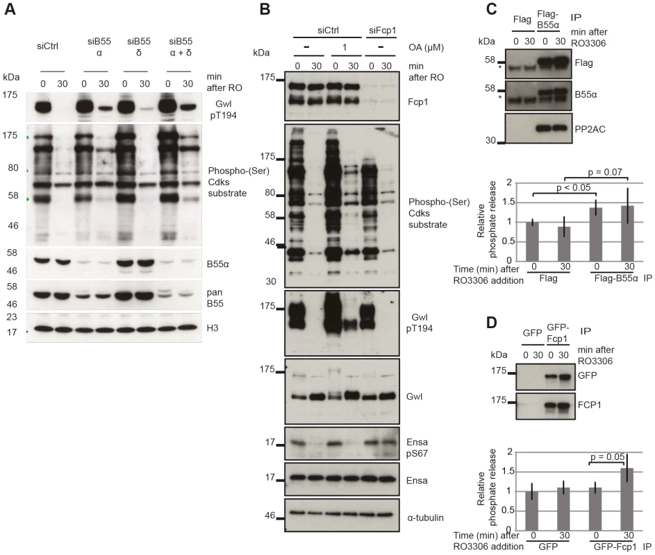 Identifying the phosphatases required for Gwl and Ensa/ARPP19.