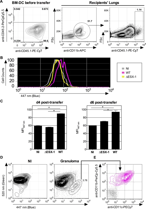 Detection of phagosomal rupture <i>in vivo</i> in <i>Mtb</i>-infected phagocytes.