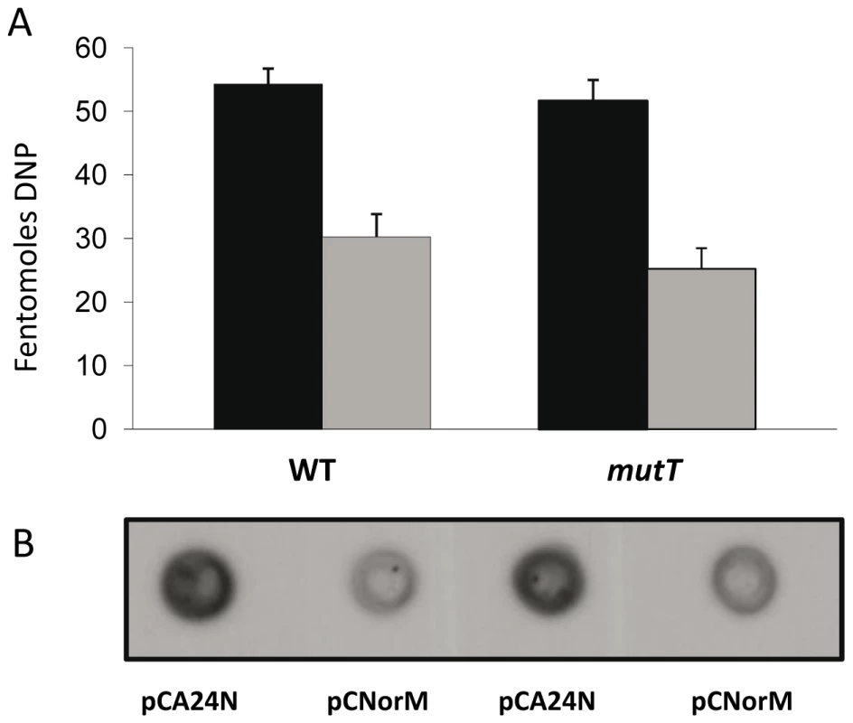 Protein carbonylation.