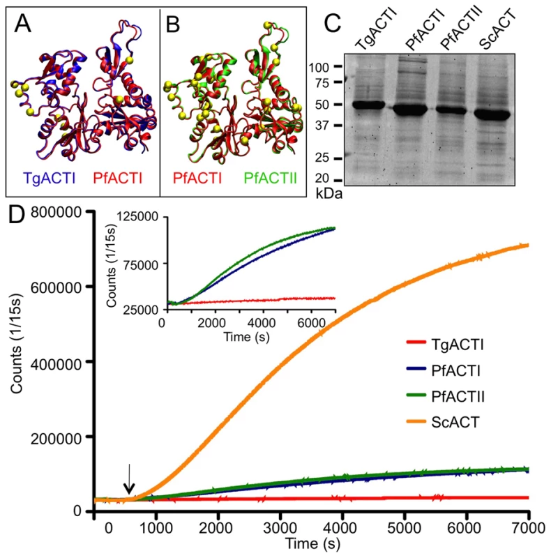 Apicomplexan actins differ in sequence and polymerization kinetics.