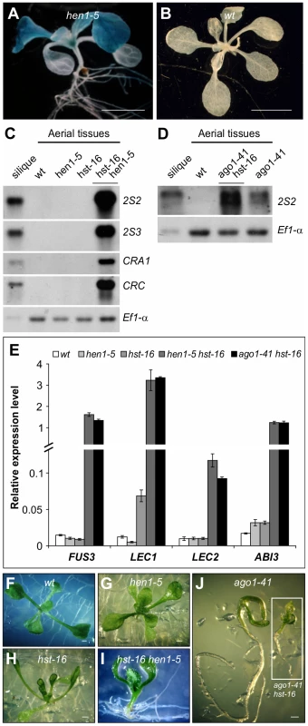 Ectopic Expression of Seed Maturation Genes in miRNA Biogenesis Mutants.