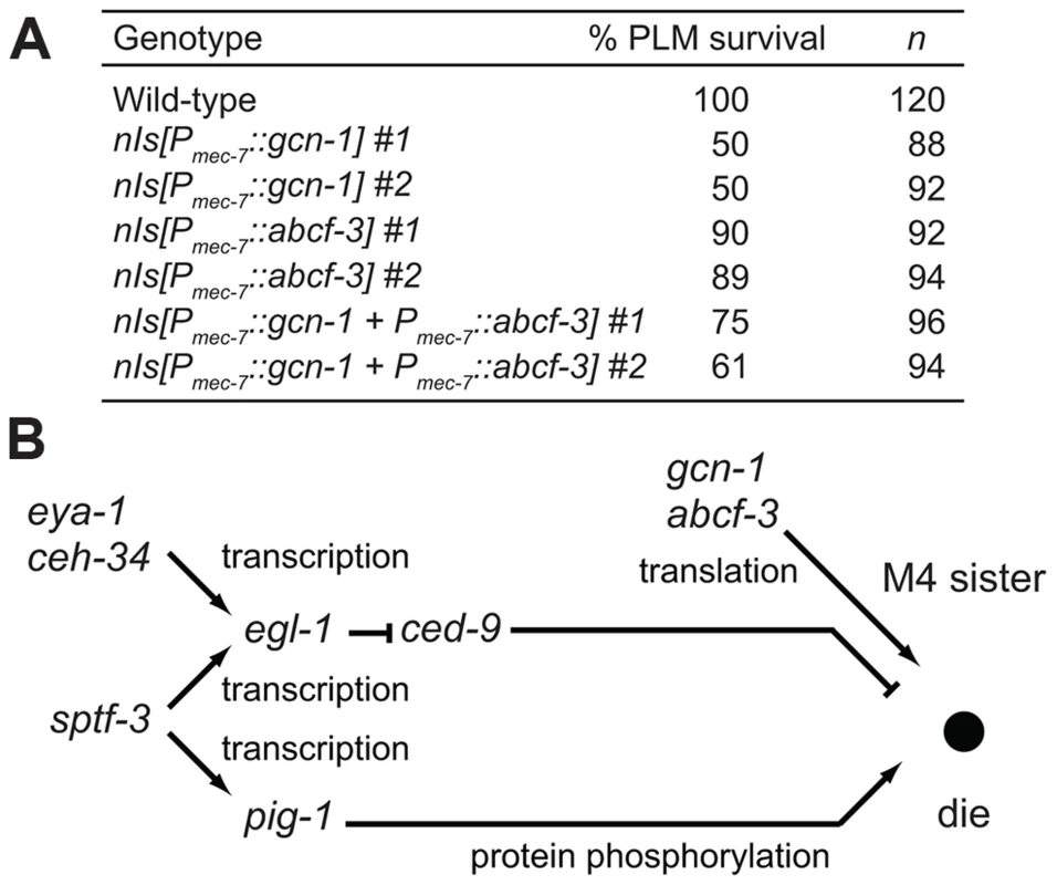GCN-1 and ABCF-3 act cell-autonomously in a pathway distinct from the canonical cell-death execution pathway.