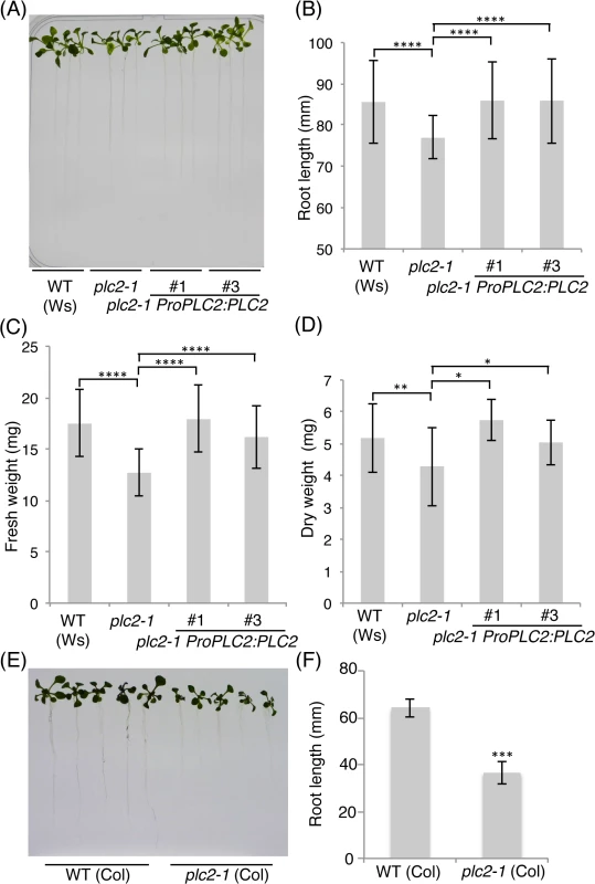 Seedling growth defect of the <i>plc2-1</i> mutant.