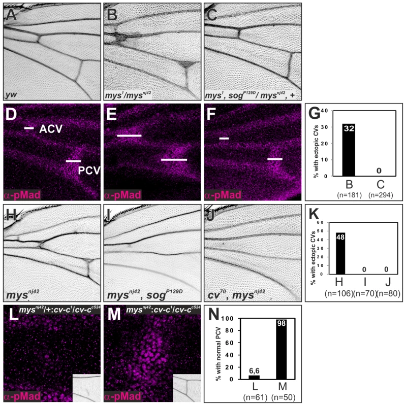 ß-integrin links Sog-Cv-dependent BMP signaling and PCV morphogenesis.