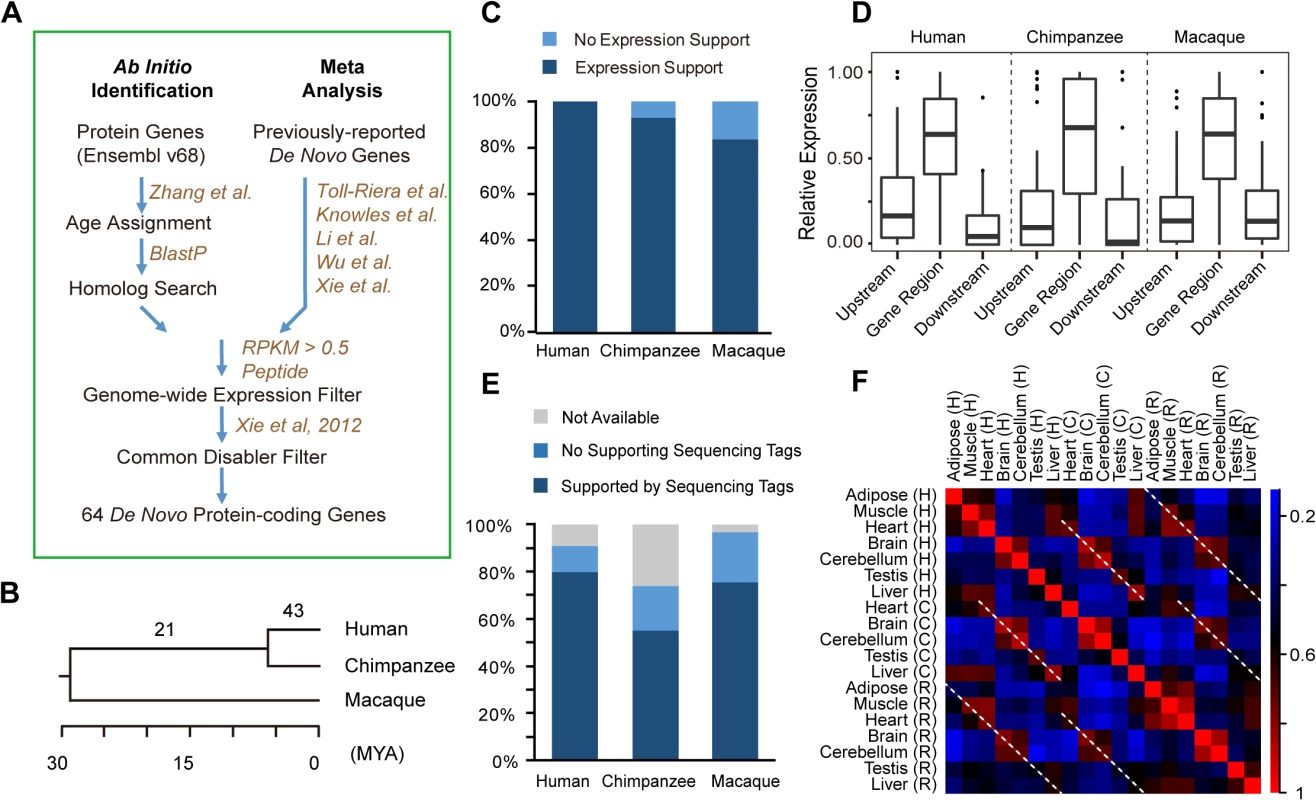 <i>De novo</i> protein-coding genes originating from lncRNAs.
