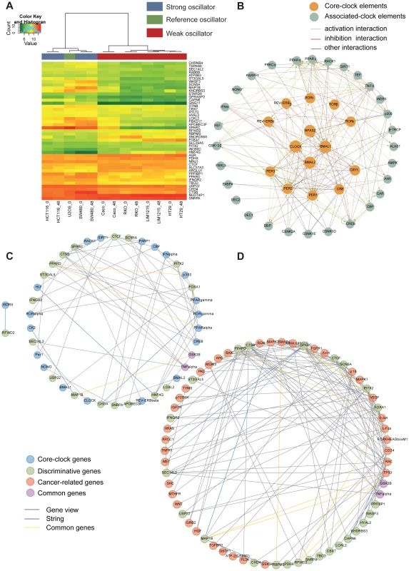 Microarray analysis reveals clock-related gene expression signature.