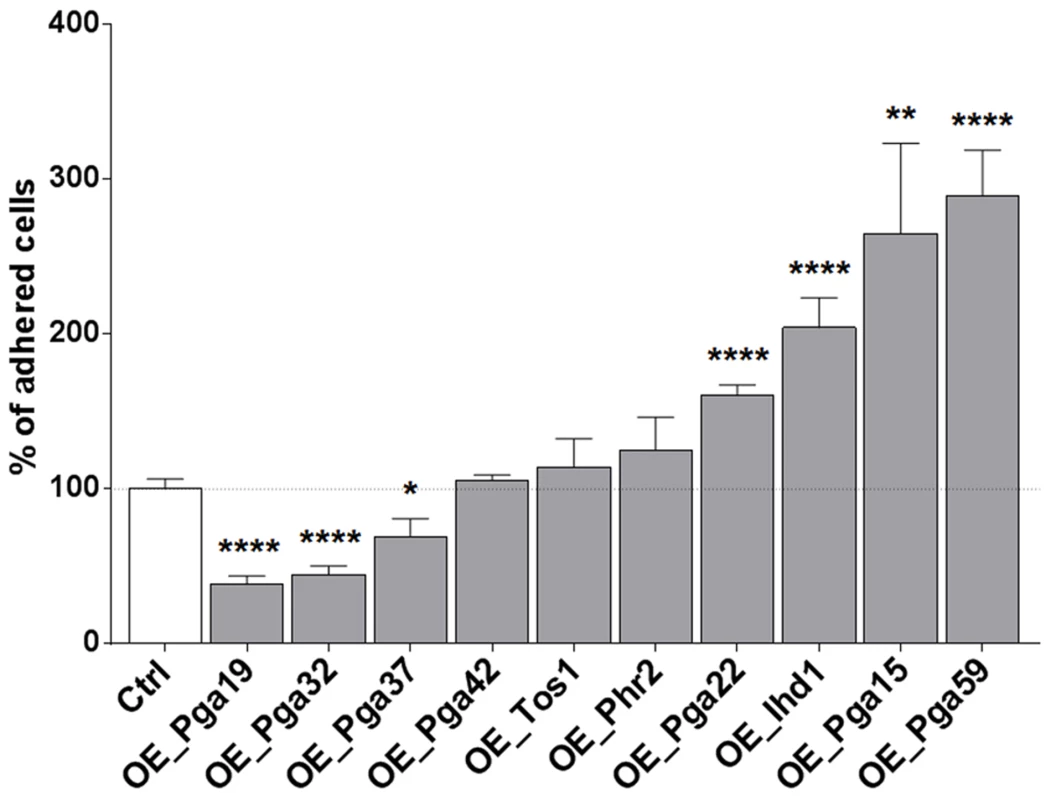 Overexpression of selected cell wall protein genes impacts adherence to Thermanox.