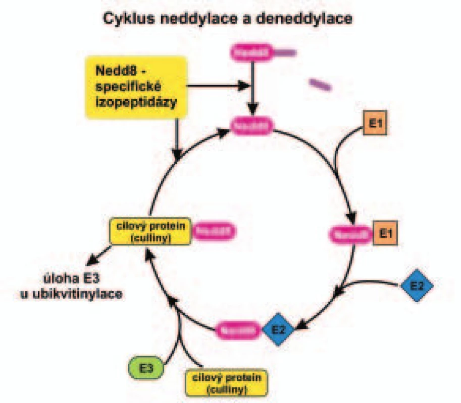 Schéma enzymatické kaskády neddylace a deneddylace.
