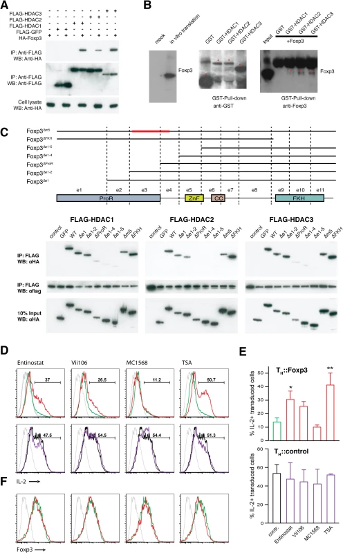 Foxp3 interacts physically with class I HDACs to suppress IL-2.
