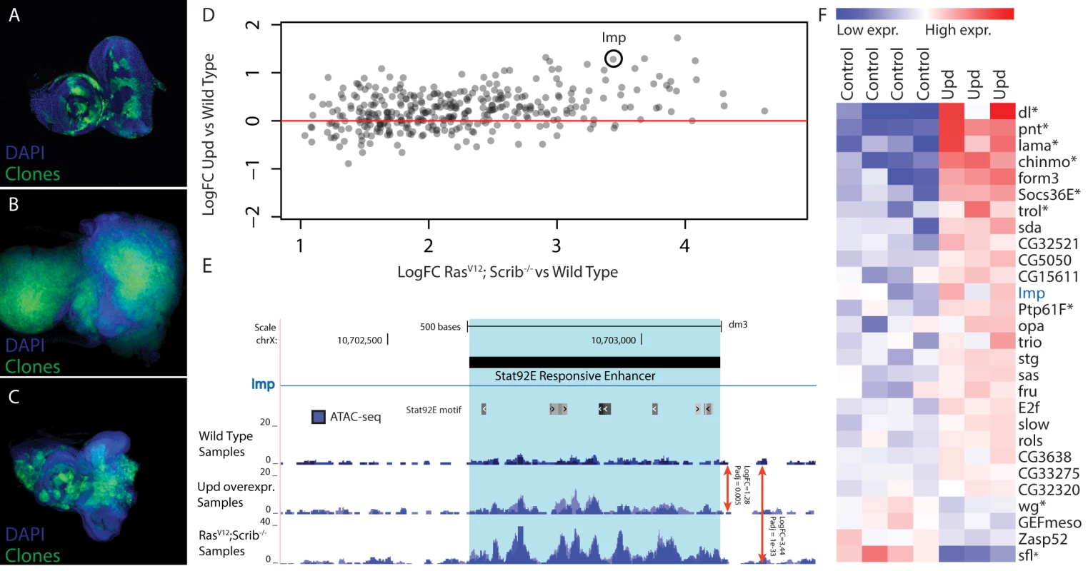 Validation of Stat92E as a key regulator during Ras<sup>V12</sup>; <i>scrib</i><sup>-/-</sup> oncogenesis.
