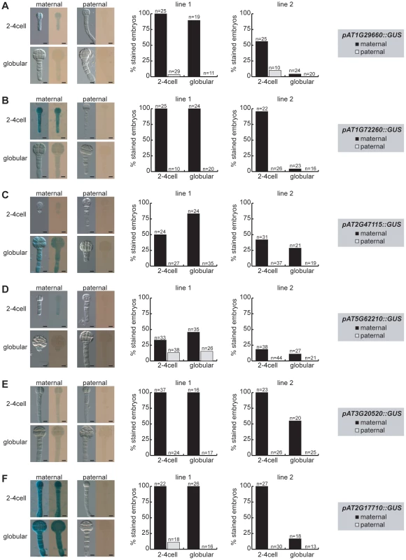 Parent-of-origin-dependent expression of MEG reporter lines in isolated embryos.