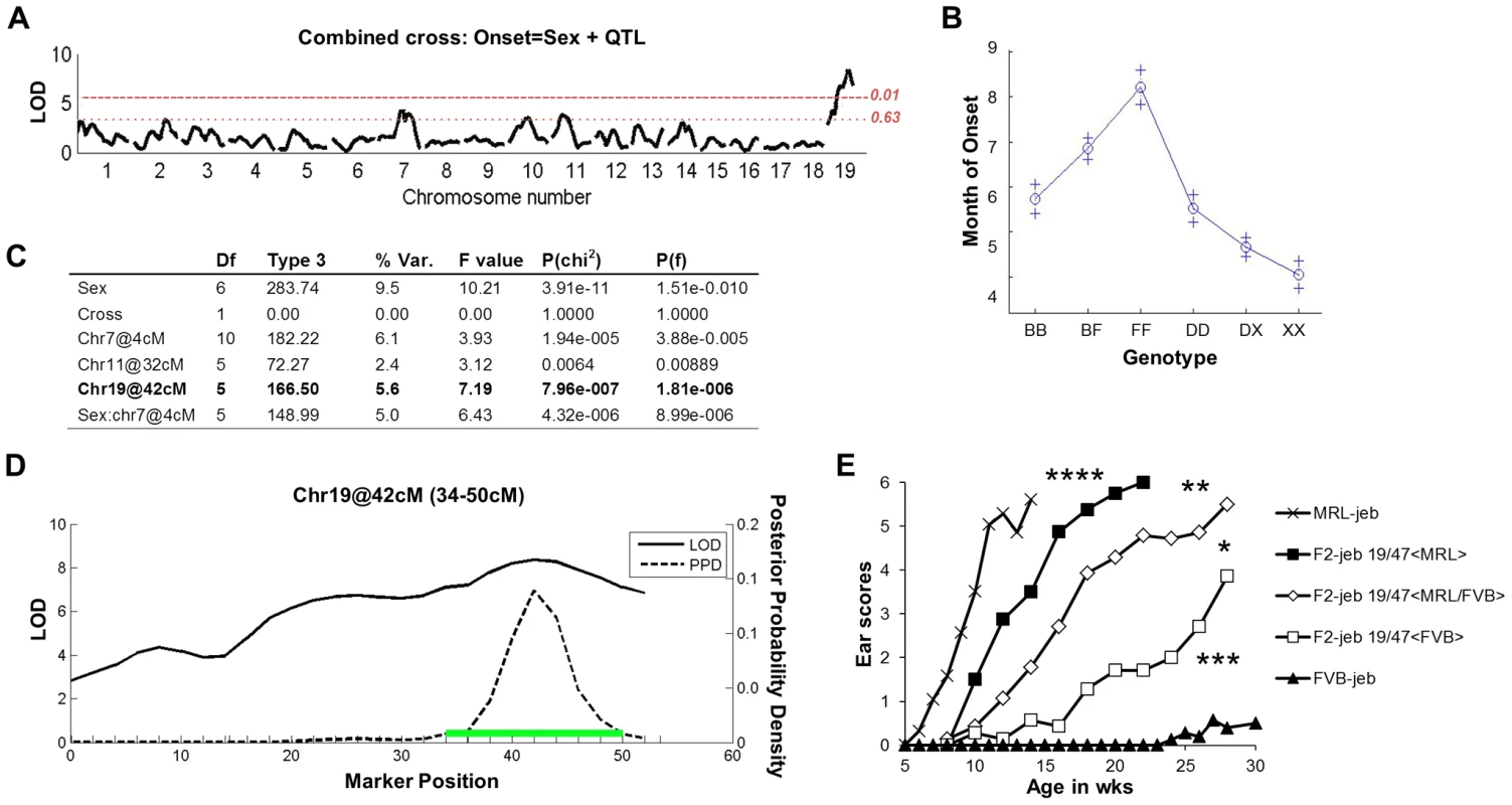 F<sub>2</sub> segregation analysis identifies a strong chr19 QTL.