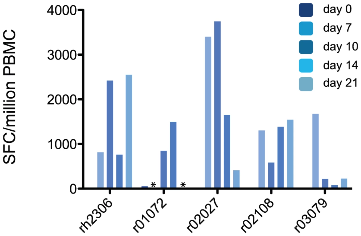 Macaques mount virus-specific T cell responses after K173 infection.