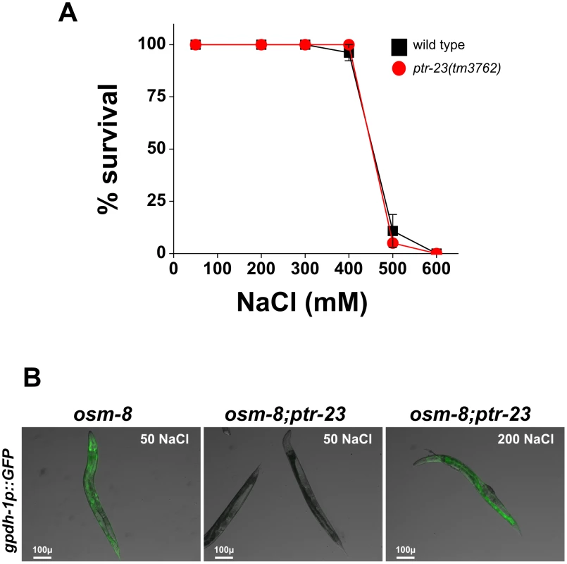 <i>ptr-23</i> is not required for wild-type osmotic stress resistance or osmotic activation of <i>gpdh-1</i> expression.