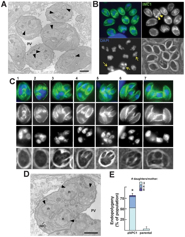 Peculiarities of replication of TgNCR1-deficient parasites.