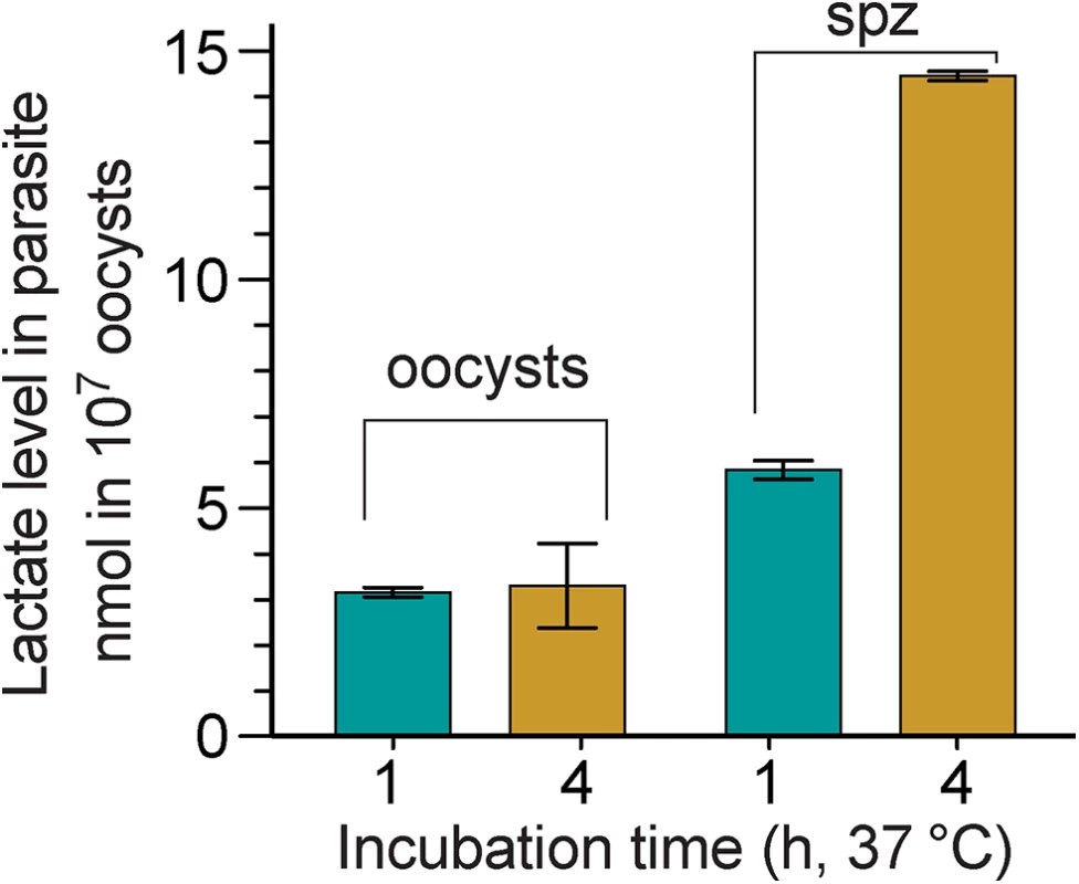 Lactate produced by <i>C</i>. <i>parvum</i> oocysts and free sporozoites.