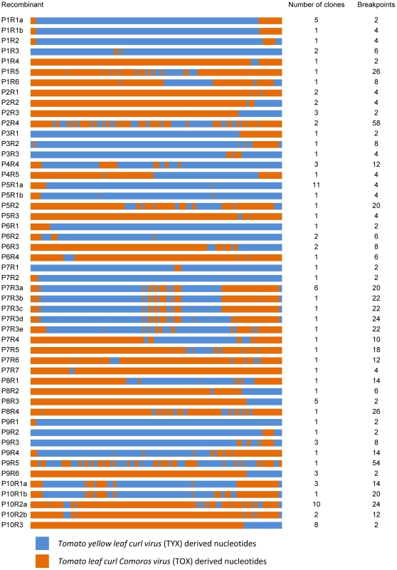 Unique recombinant genome mosaics arising during mixed <i>Tomato yellow leaf curl virus</i> (TYX) and <i>Tomato leaf curl Comoros virus</i> (TOX) infections.