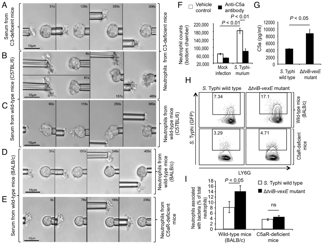 The Vi capsular polysaccharide inhibits chemotactic responses of murine neutrophils <i>in vitro</i> and <i>in vivo</i>.