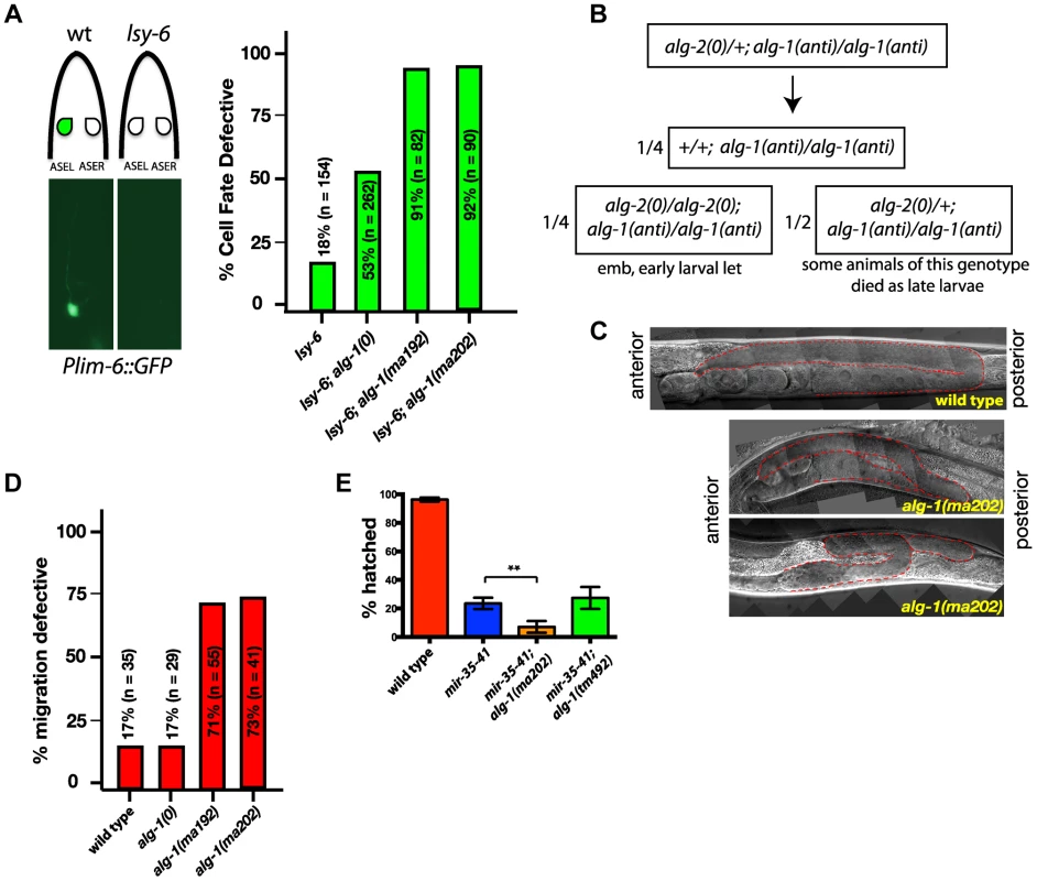 <i>alg-1(anti)</i> mutations affect functions of many microRNAs and exhibit phenotypes more severe than those of <i>alg-1(0)</i>.