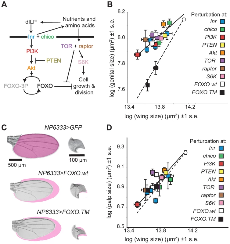 The mechanisms that reduce the insulin sensitivity of the genitalia act at FOXO in the IIS pathway.