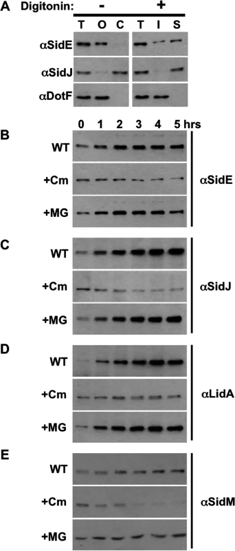SidE proteins are not degraded during infection.