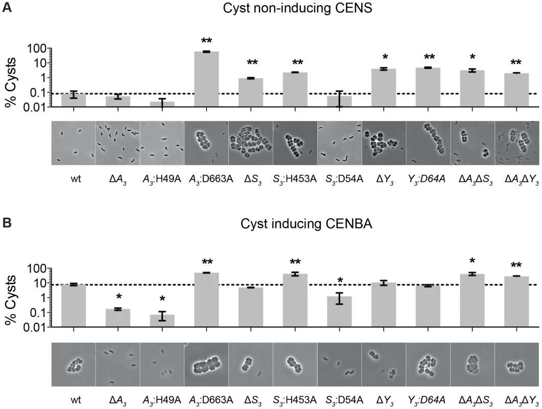 Characterization of <i>cheS<sub>3</sub></i>, <i>cheA<sub>3</sub></i> and <i>cheY<sub>3</sub></i> mutants.