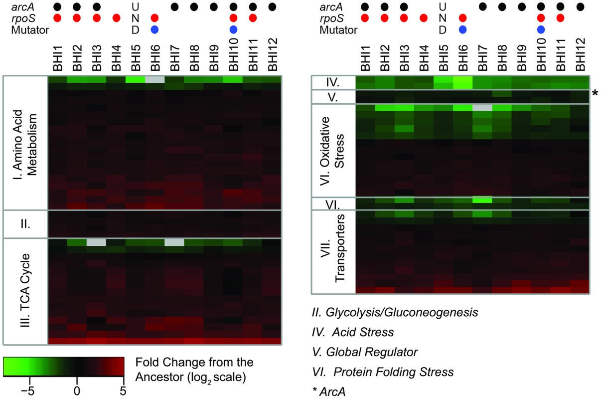 The proteomic analyses shows consistent changes across the evolved populations.