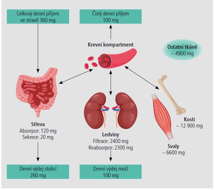 Metabolismus hořčíku. [Upraveno podle: Jahnen-Dechent W, Ketteler M. Magnesium basics. Clin Kidney J 2012;5(Suppl 1):i3–i14.]