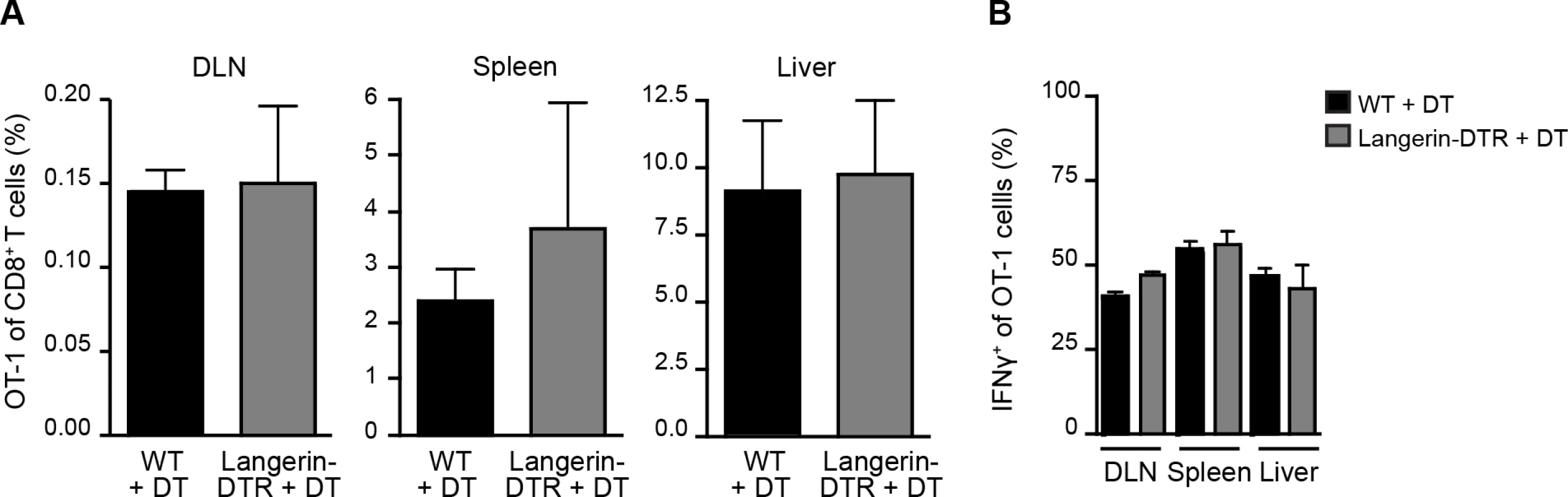 Langerhans cells and langerin<sup>+</sup> dermal DCs are dispensable for anti-CS CD8<sup>+</sup> T cell responses.