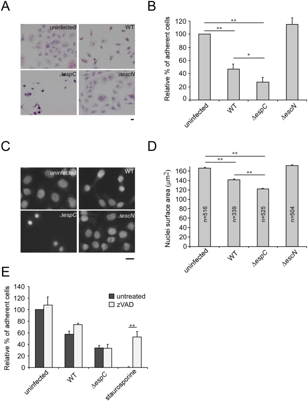 An <i>espC</i> mutant induces increased cytotoxicity.