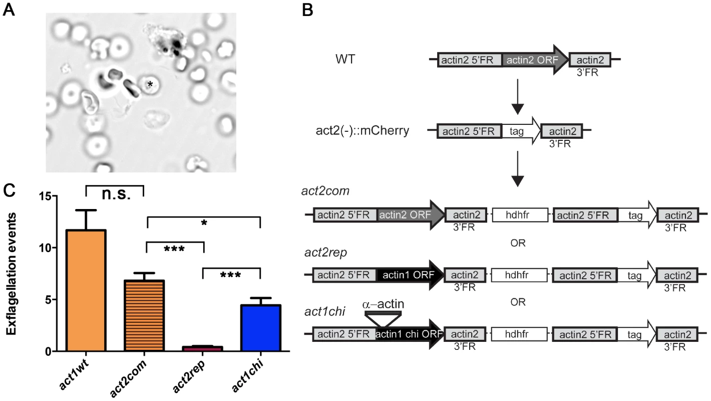 The D-loop chimera but not wild-type actin I rescues the phenotype of the <i>actin2</i> deletion mutant.