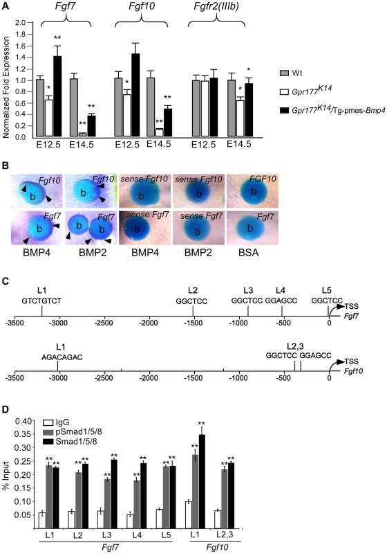 Genetic transduction of BMP signaling via FGF7/FGF10 in dermis to promote epidermal stratification.