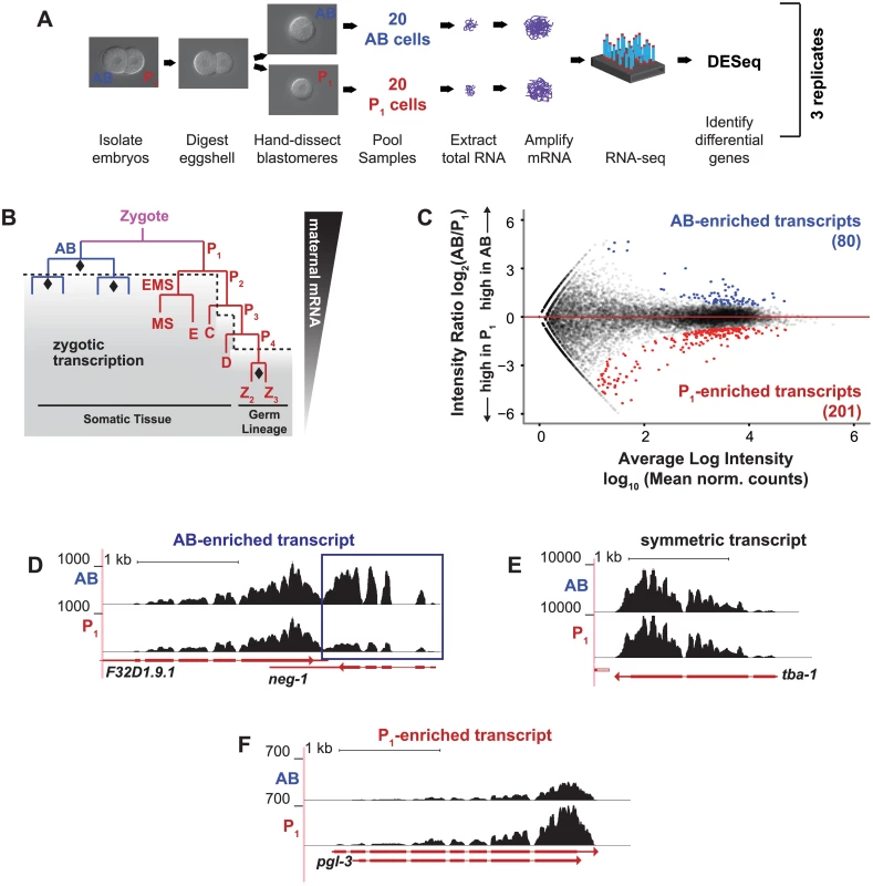 Differential transcript abundance in AB and P<sub>1</sub> blastomeres following the first embryonic division.