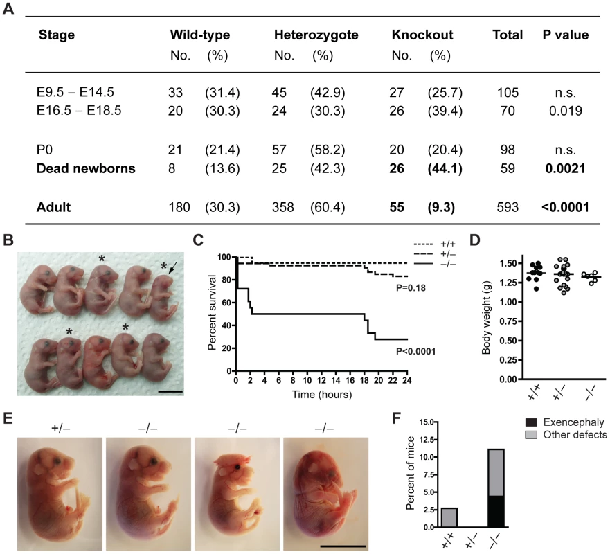 The majority of Jarid1b knockouts die within the first day after birth.