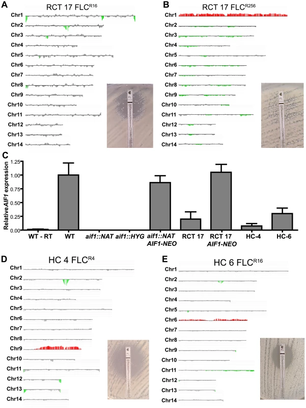 Detection of fluconazole resistance and aneuploidy in clinical isolates with <i>AIF1</i> deficiency. A