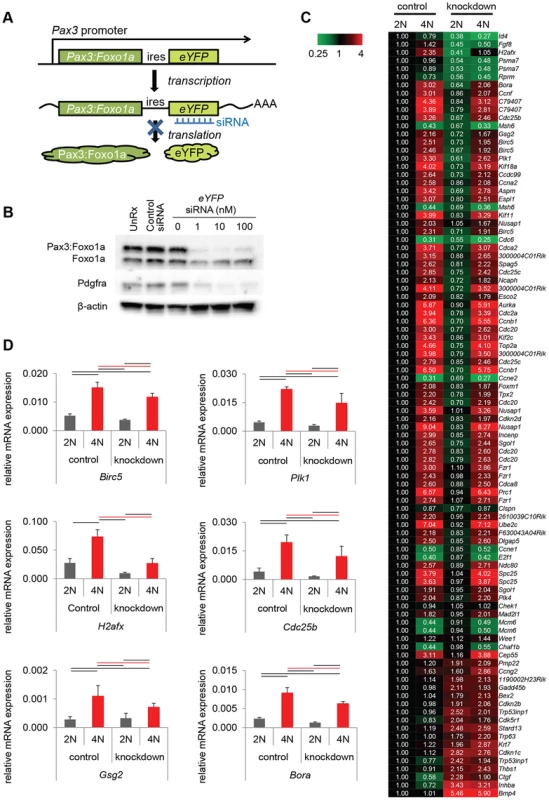 Pax3:Foxo1a induces G<sub>2</sub>/M checkpoint adaptation gene in G<sub>2</sub>/M.