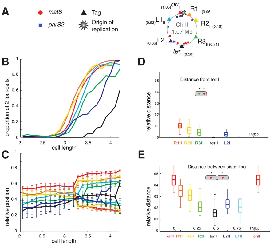 Longitudinal organisation of <i>V. cholerae</i> chromosome II: Sequential duplication and segregation.