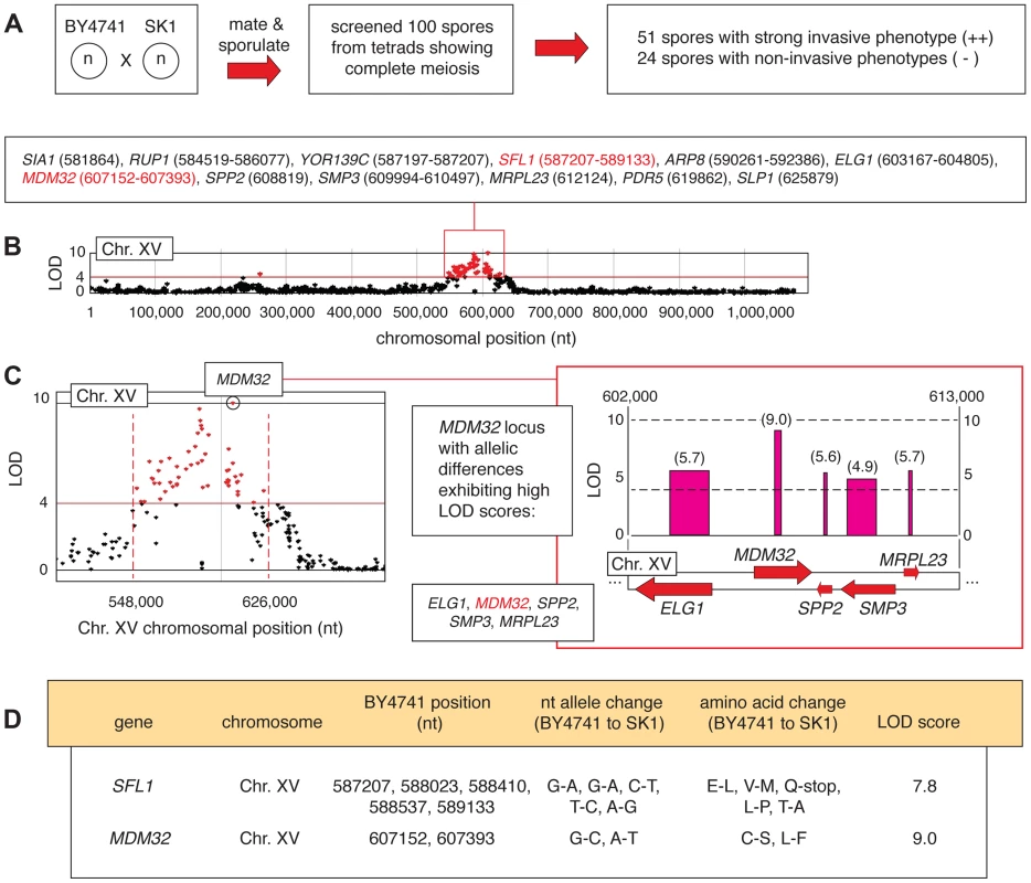Identification of allelic linkage with invasive growth from the BY4741-by-SK1 cross.
