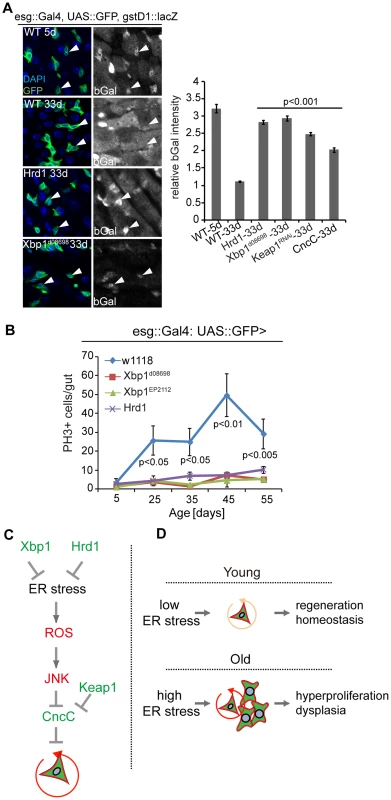 Improved ER quality control alleviates dysplasia of aging ISCs.