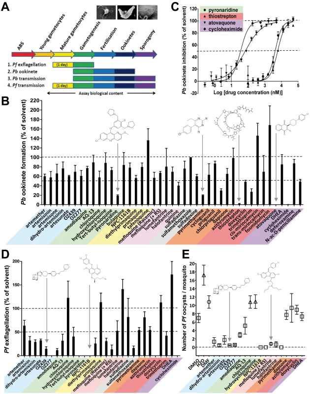The transmission-blocking potential of selected antimalarials in three bioassays that cover different phases of <i>Plasmodium</i> vector stage development.