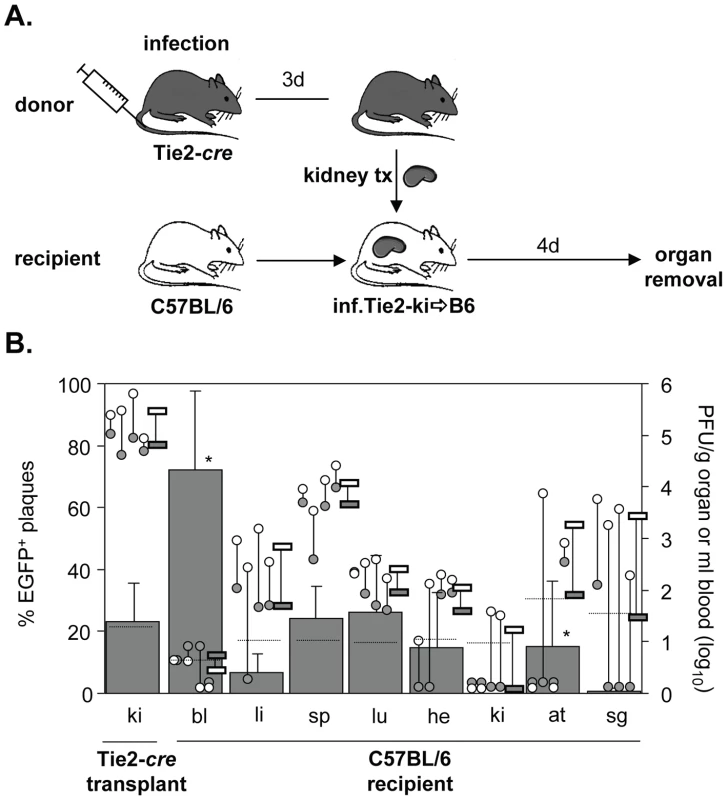Dissemination of EC- and non-EC-derived MCMV from kidney transplants to non-infected recipients via primary viremia.