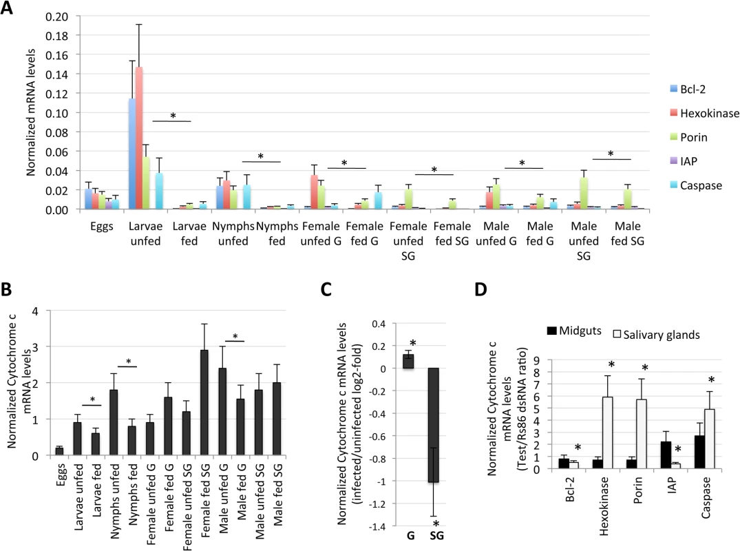 Expression of selected intrinsic apoptosis pathway genes.