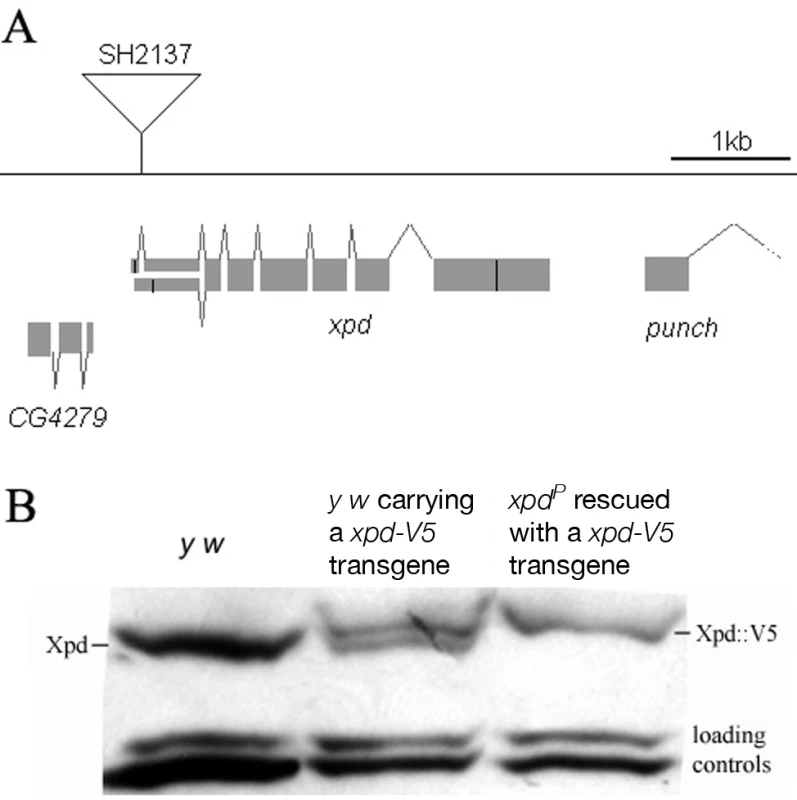 <i>xpd</i> gene and alleles.