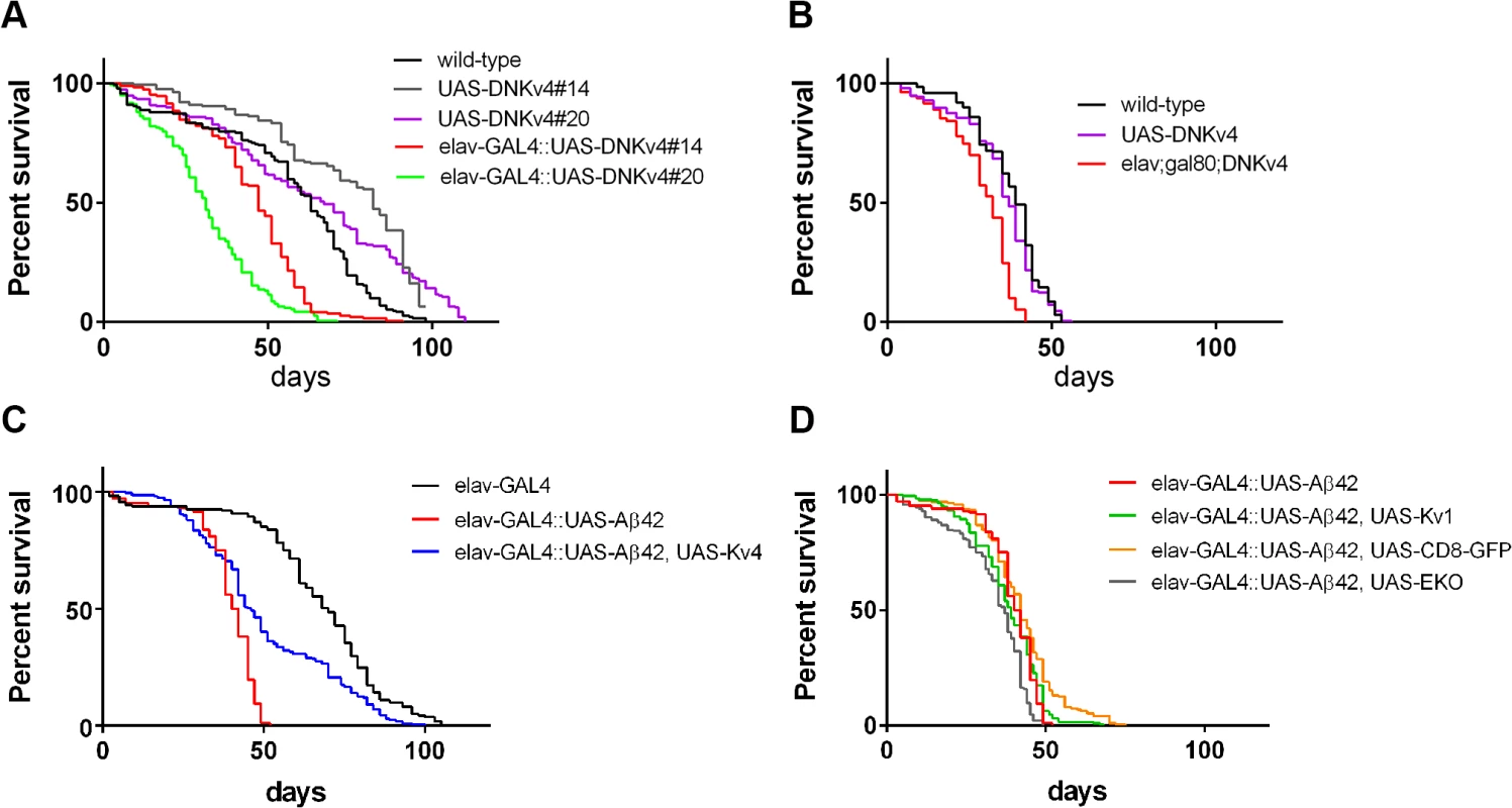 Premature death is partially rescued by expression of K<sub>v</sub>4 in Aβ42-expressing flies.