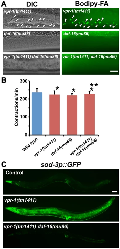 DAF-16 activity in <i>vpr-1</i> mutants.