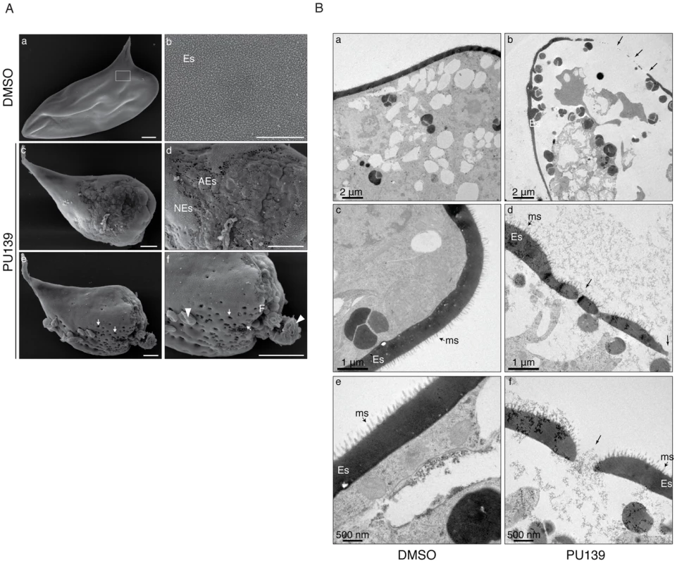 HAT inhibition compromises eggshell integrity.